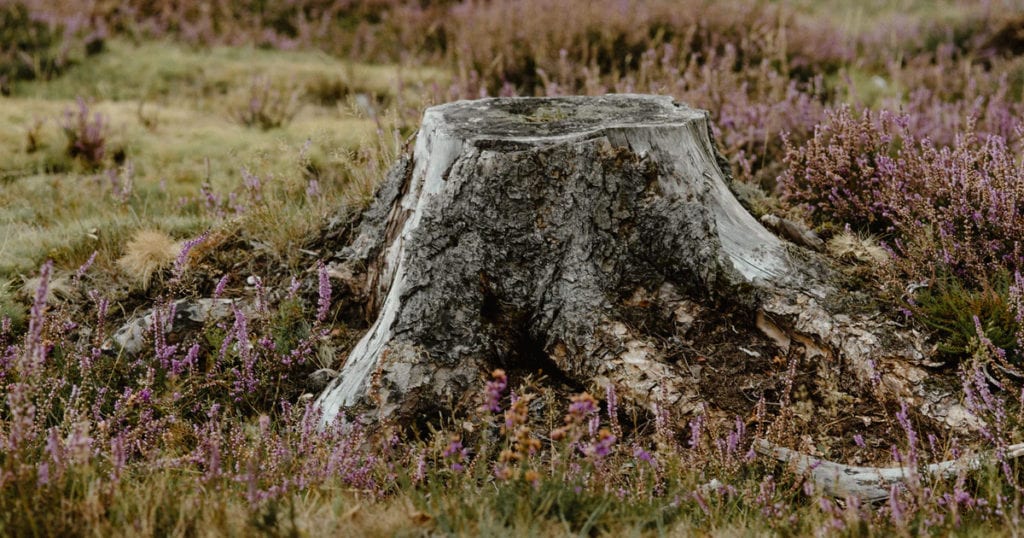 Garden Stump in need of Grinding