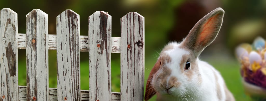 EASTER WEEKEND SPECIAL