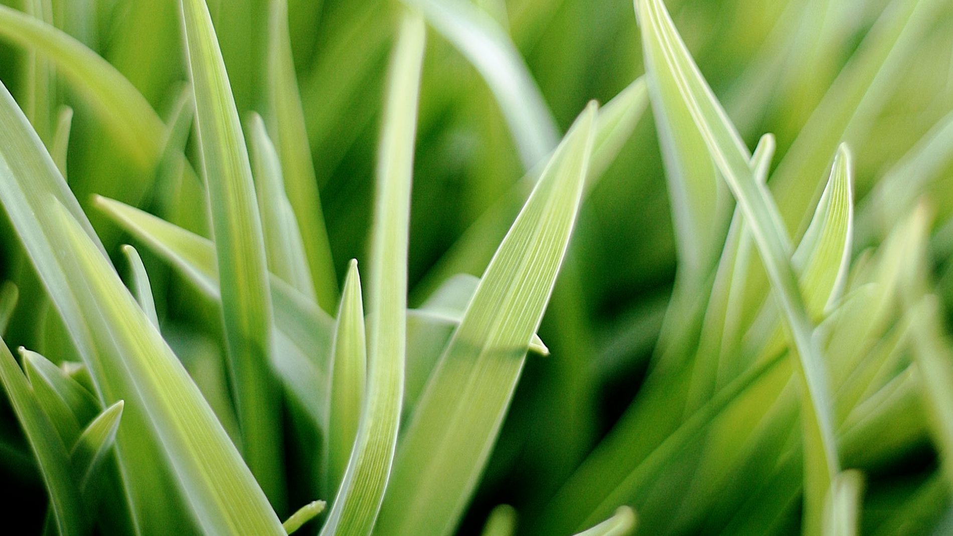 How to establish a top quality lawn Master Hire Built on Service